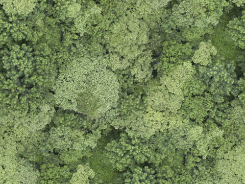 森林树林俯视图124