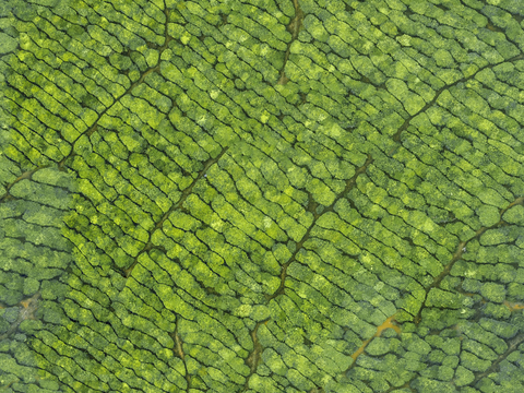  满山茶园茶山茶树俯视图134 