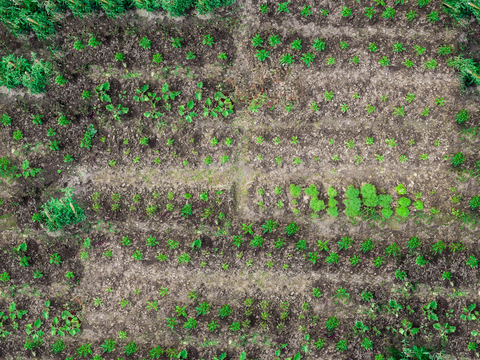  菜地农田农作物俯视图5 