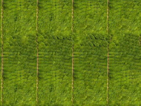  满山茶园茶山茶树俯视图73 