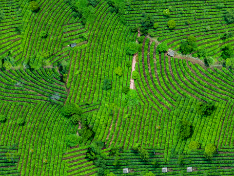  满山茶园茶山茶树俯视图9 