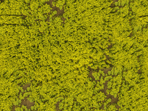  农田油菜花田209 