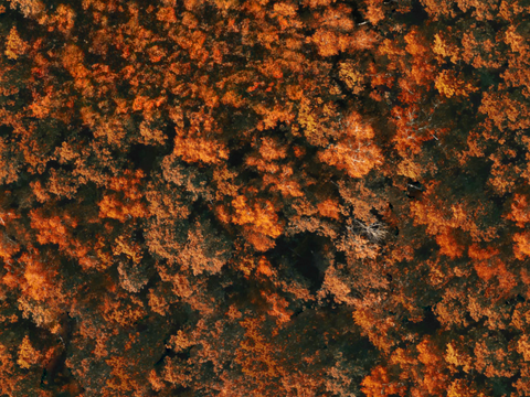  秋天色彩丰富的树林森林俯视图19 