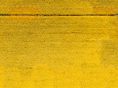  农田油菜花田42 