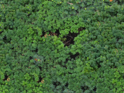  森林树林俯视图10 