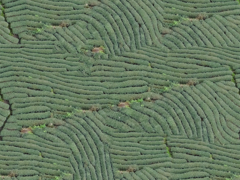  满山茶园茶山茶树俯视图1 