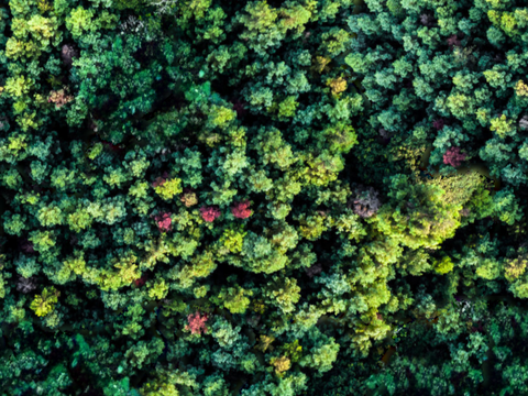 森林树林俯视图105