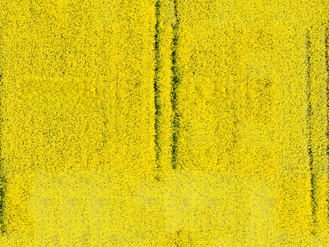 农田油菜花田172