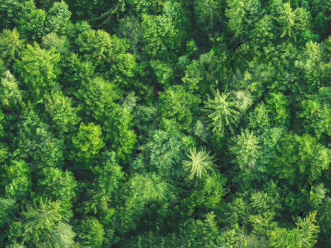  森林树林俯视图64 