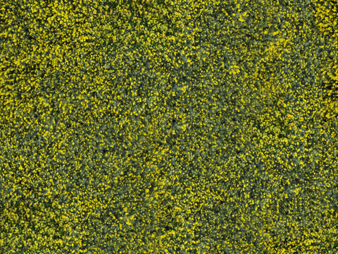 农田油菜花田196