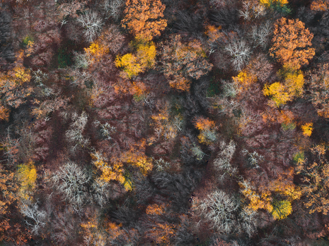 秋天色彩丰富的树林森林俯视图78