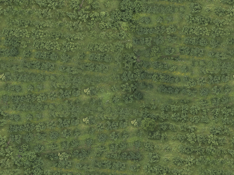  森林树林俯视图47 