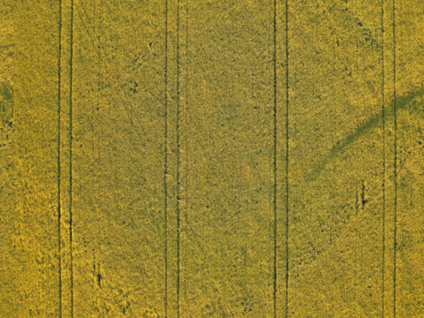 农田油菜花田145