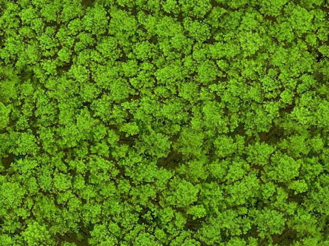 森林树林俯视图125