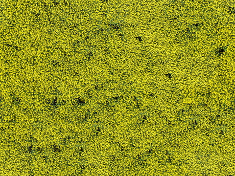 农田油菜花田206