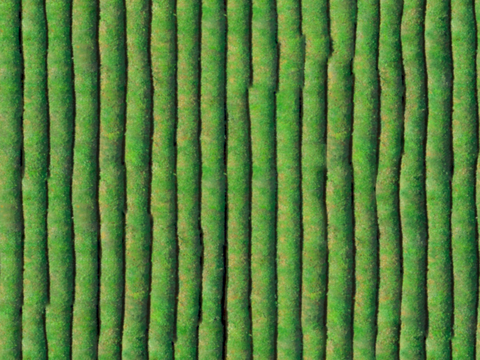  满山茶园茶山茶树俯视图55 