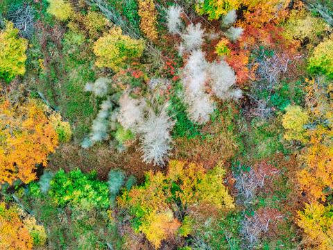 秋天色彩丰富的树林森林俯视图44