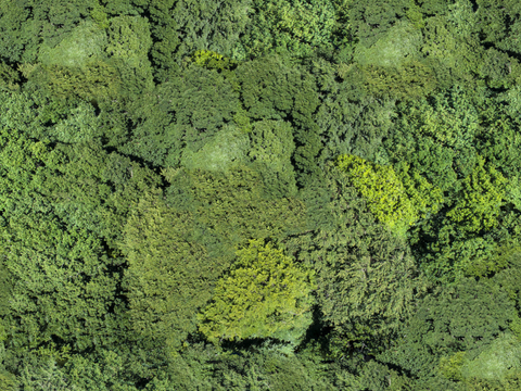  森林树林俯视图34 