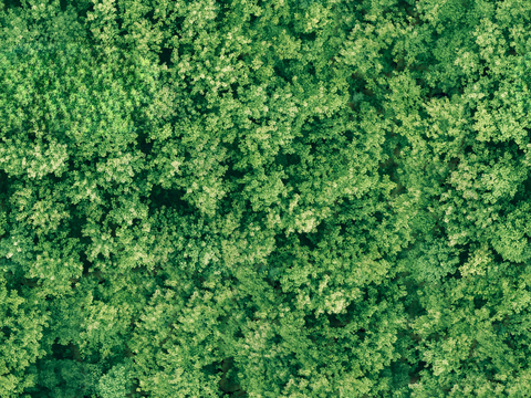 森林树林俯视图107