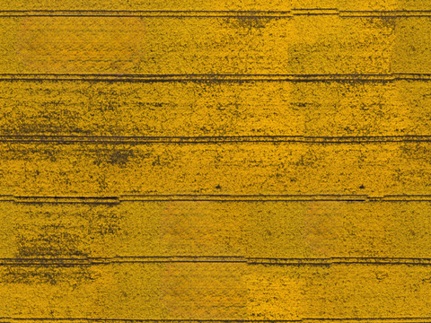  农田油菜花田29 