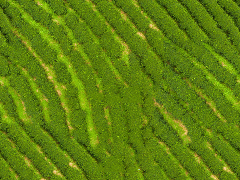  满山茶园茶山茶树俯视图16 