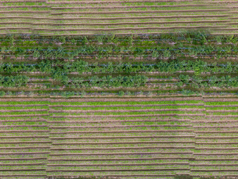  菜地农田农作物俯视图40 