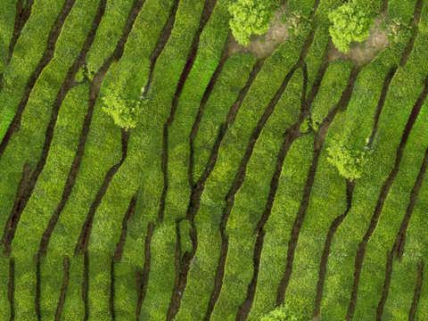  满山茶园茶山茶树俯视图129 