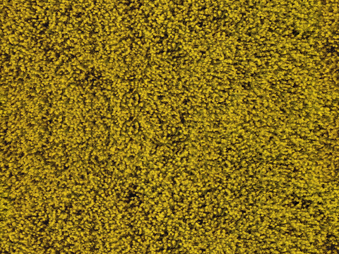  农田油菜花田219 