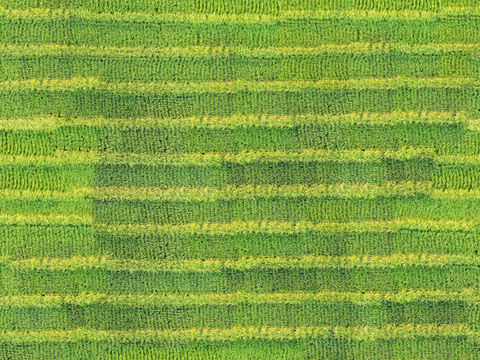  菜地农田农作物俯视图2 