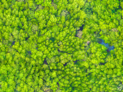 森林树林俯视图54