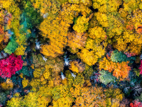 秋天色彩丰富的树林森林俯视图71