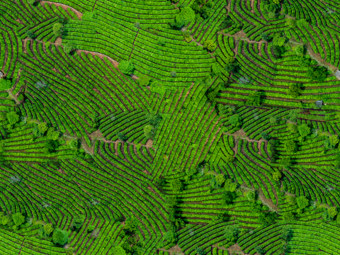  满山茶园茶山茶树俯视图5 