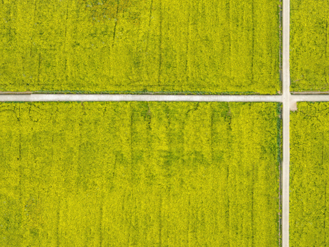  农田油菜花田138 