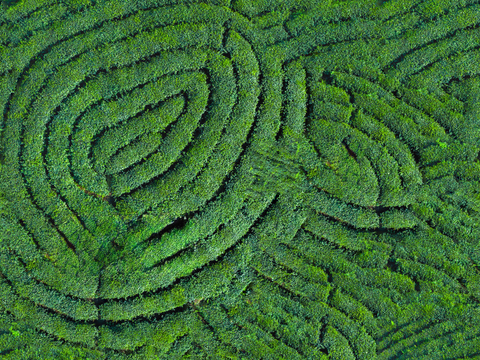  满山茶园茶山茶树俯视图85 