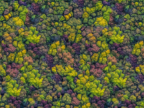 森林树林俯视图132