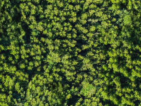森林树林俯视图75