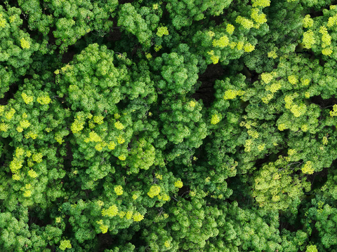 森林树林俯视图116