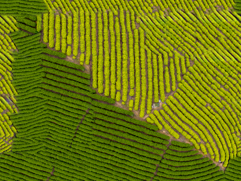  满山茶园茶山茶树俯视图37 