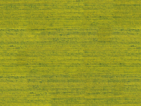  农田油菜花田45 