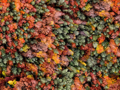 秋天色彩丰富的树林森林俯视图73