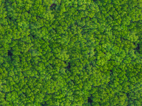 森林树林俯视图3