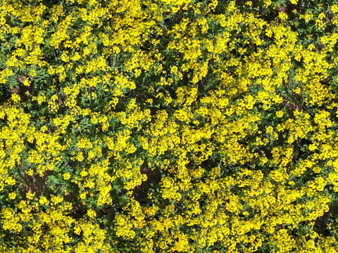  农田油菜花田218 