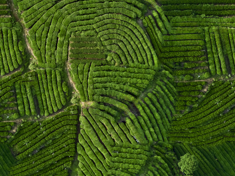  满山茶园茶山茶树俯视图43 