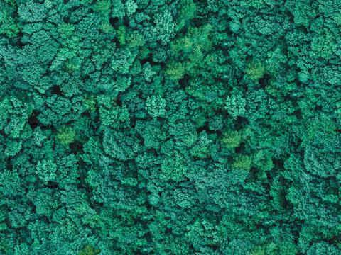 森林树林俯视图5