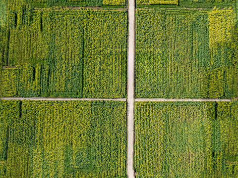  农田油菜花田37 