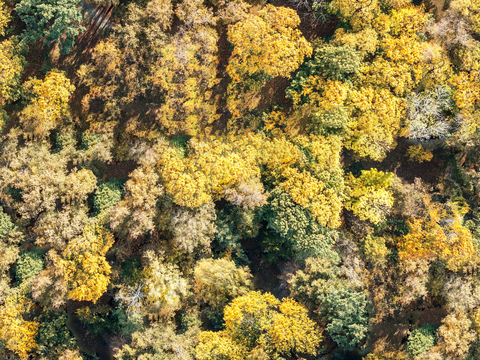 秋天色彩丰富的树林森林俯视图63