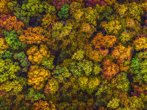  秋天色彩丰富的树林森林俯视图31 