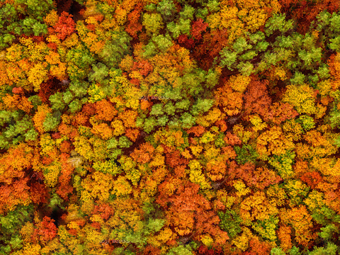 秋天色彩丰富的树林森林俯视图57