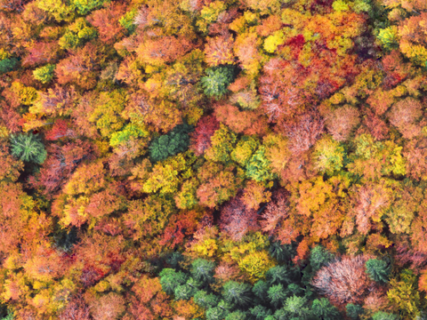 秋天色彩丰富的树林森林俯视图53