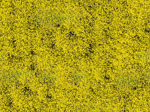 农田油菜花田191